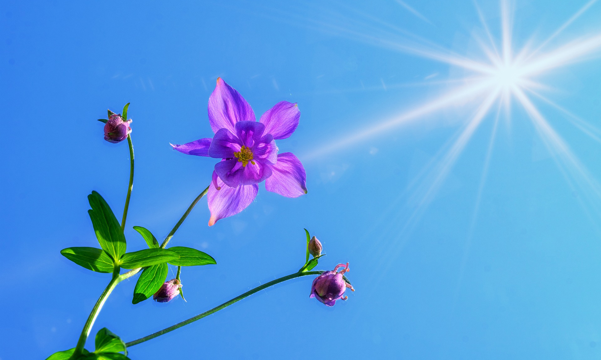 Congregational Vitality